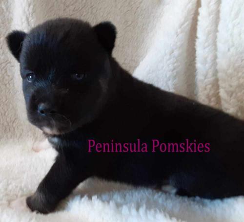 fionas-black-pup-091521.jpg