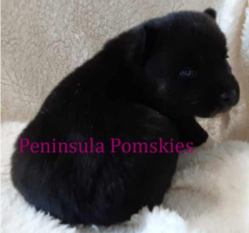 fionas-black-pup-3-091521.jpg