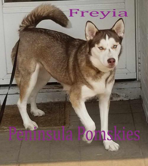 Freyia Freyia