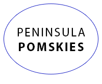 Pomsky Breeder on the Olympic Peninsula Pomsky Breeder on the Olympic Peninsula